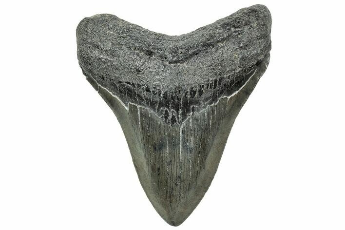 Serrated, Posterior Megalodon Tooth - North Carolina #321434